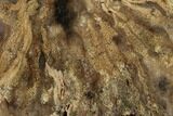 Polished Petrified Wood Slice - Nevada #166452-1